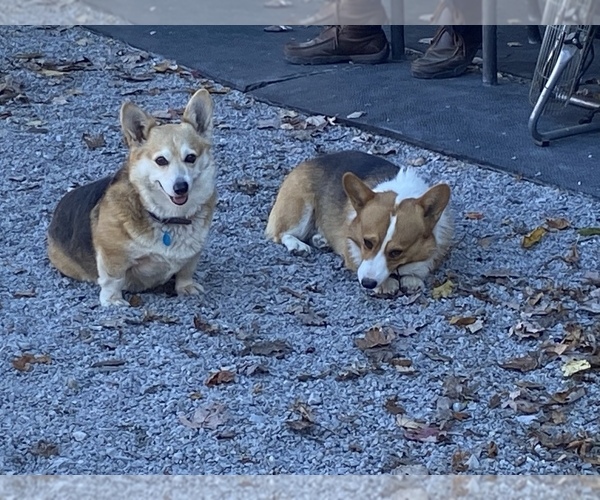 Medium Photo #4  Breeder Profile in GOSHEN, OH, USA