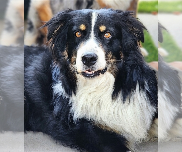 Medium Photo #4  Breeder Profile in CHERRY VALLEY, CA, USA
