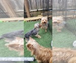 Small #334 Breeder Profile image
