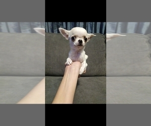 Chihuahua Dog Breeder near CRAFTON, PA, USA