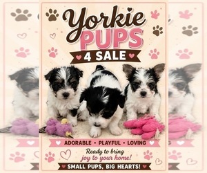 Yorkshire Terrier Dog Breeder near MOUNT PLEASANT, MI, USA