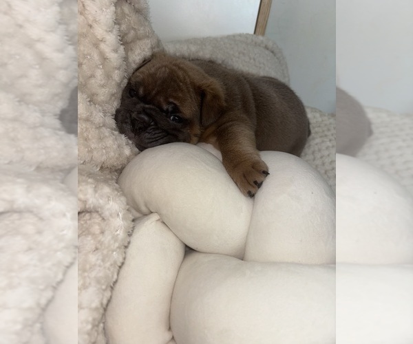 Medium Photo #6  Breeder Profile in BRONX, NY, USA