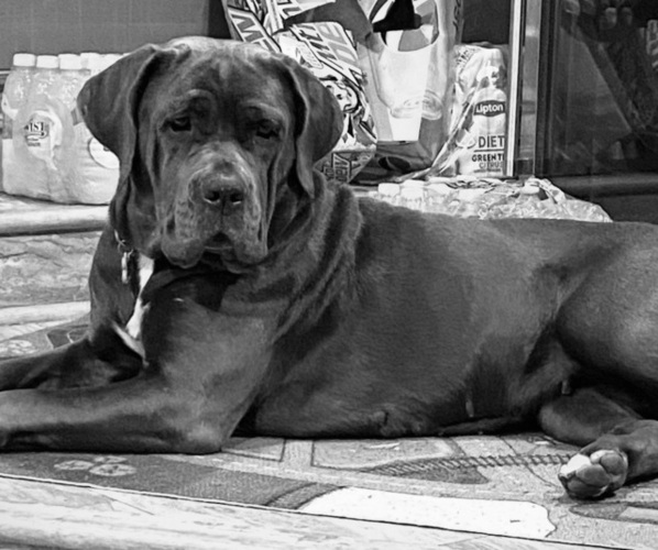 Medium Photo #1  Breeder Profile in SPRINGFIELD, IL, USA