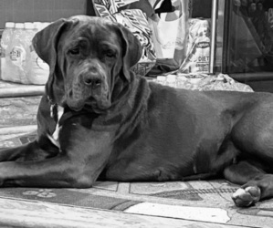 Cane Corso Dog Breeder near SPRINGFIELD, IL, USA