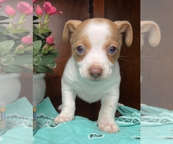 Medium Photo #12  Breeder Profile in WHITAKERS, NC, USA