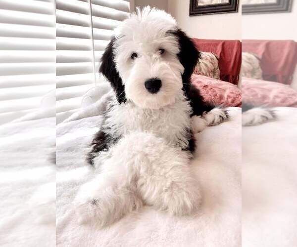 Medium Photo #1  Breeder Profile in CLEBURNE, TX, USA