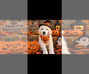 English Cream Golden Retriever Dog Breeder near ATWATER, CA, USA
