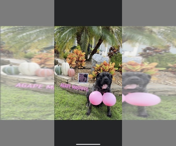 Medium Photo #16  Breeder Profile in MORRISTON, FL, USA