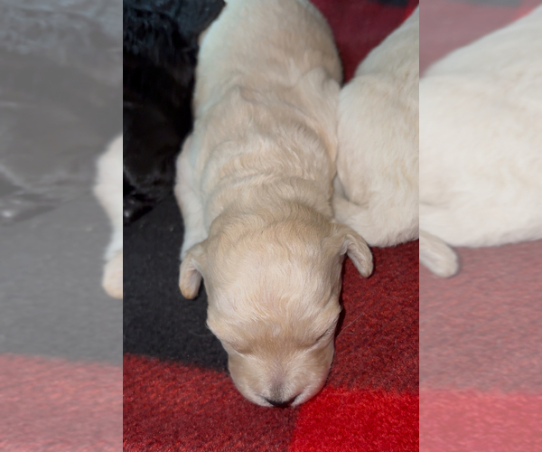 Medium Photo #8  Breeder Profile in BURLINGAME, CA, USA