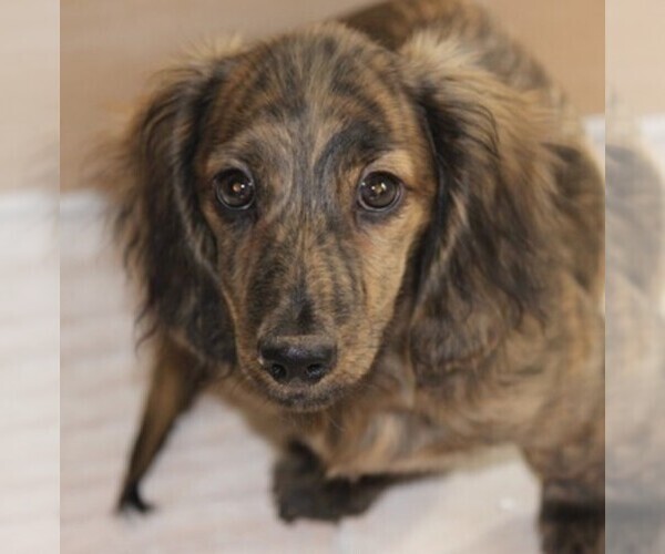 Medium Photo #1  Breeder Profile in AZLE, TX, USA