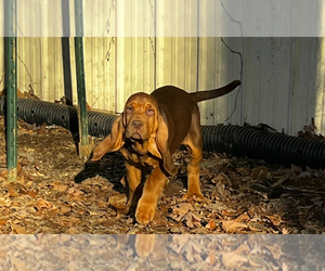 Bloodhound Dog Breeder near UNIONTOWN, AR, USA