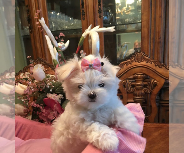 Medium Photo #1  Breeder Profile in CYPRESS GARDENS, FL, USA