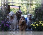 Small breeder photo
