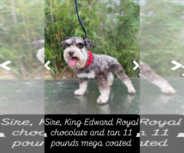 Medium Photo #8  Breeder Profile in RESCUE, CA, USA
