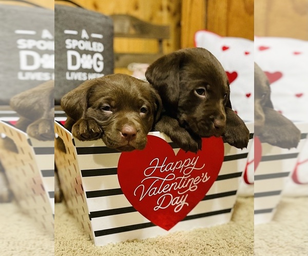 Medium Photo #4  Breeder Profile in BALATON, MN, USA