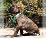 Small #3 Breeder Profile image