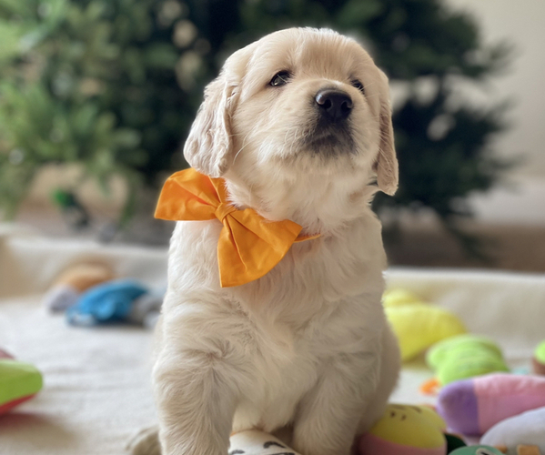 Medium Photo #5  Breeder Profile in BAKERSFIELD, CA, USA