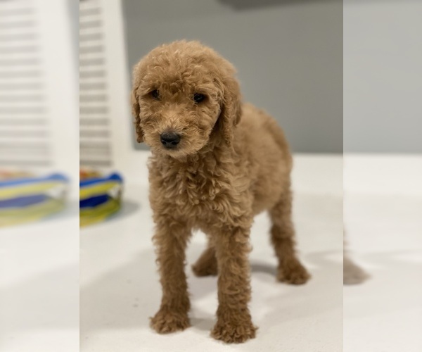 Medium Photo #1  Breeder Profile in FAYETTEVILLE, NC, USA