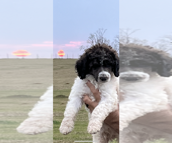 Medium Photo #3  Breeder Profile in IRWINTON, GA, USA