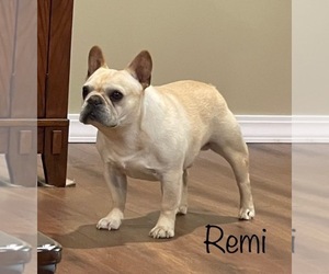 French Bulldog Dog Breeder near WILLIAMSVILLE, MO, USA
