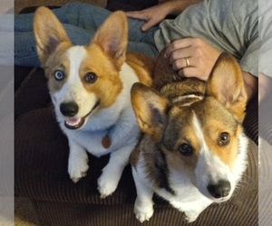 Pembroke Welsh Corgi Dog Breeder near SEDALIA, MO, USA