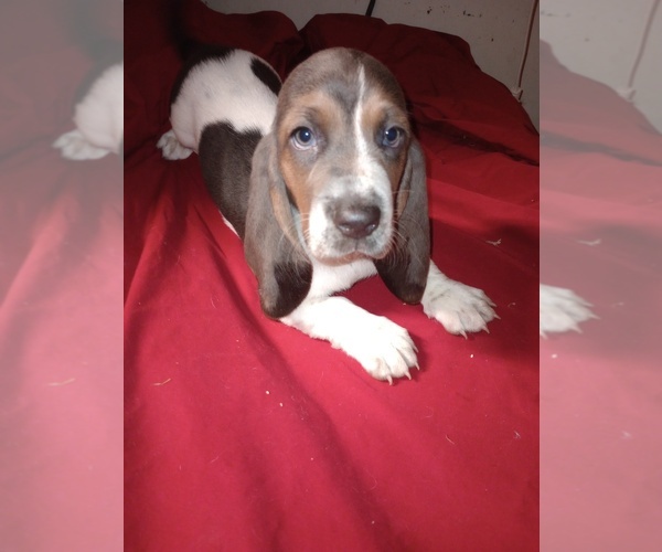 Medium Photo #1  Breeder Profile in SALEM, WV, USA