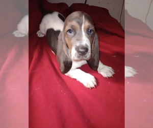 Basset Hound Dog Breeder near SALEM, WV, USA