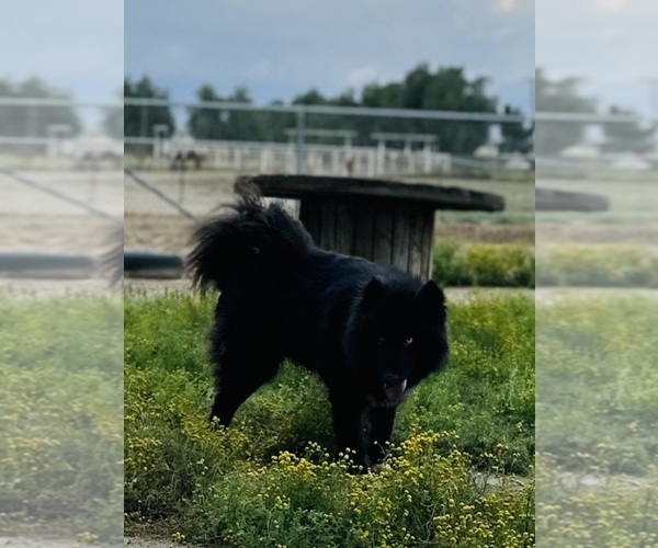 Medium Photo #1  Breeder Profile in HEMET, CA, USA
