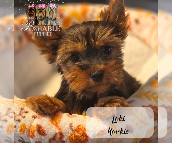 Medium Photo #15  Breeder Profile in ELMHURST, IL, USA