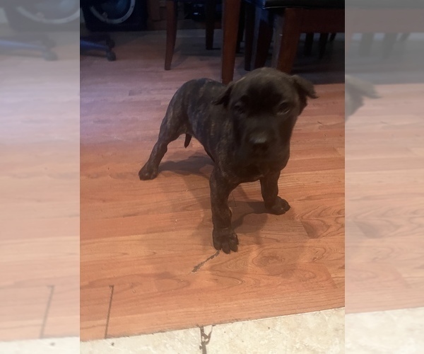 Medium Photo #1  Breeder Profile in PITTSBURGH, PA, USA