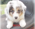 Small breeder photo