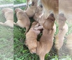 Small #34 Breeder Profile image