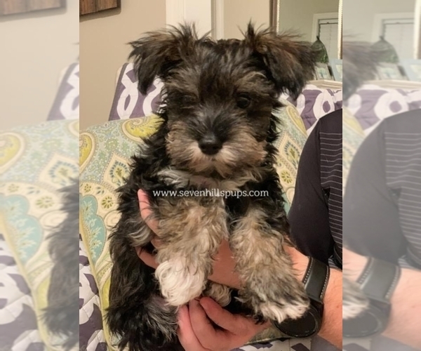Medium Photo #1  Breeder Profile in LYNCHBURG, VA, USA