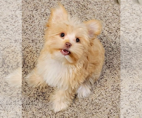 Medium Photo #25  Breeder Profile in SAN TAN VALLEY, AZ, USA