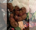 Small #1 Breeder Profile image