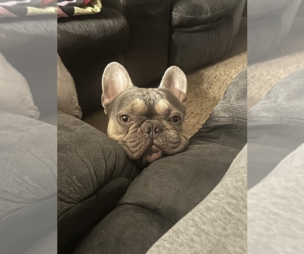 Medium Photo #4  Breeder Profile in BIG RAPIDS, MI, USA