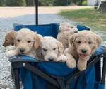 Small breeder photo