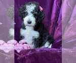 Small #9 Breeder Profile image