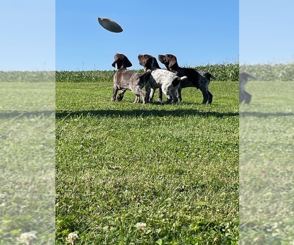 Medium Photo #1  Breeder Profile in PATTON, PA, USA