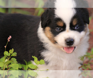 Medium Breeder Profile Photo