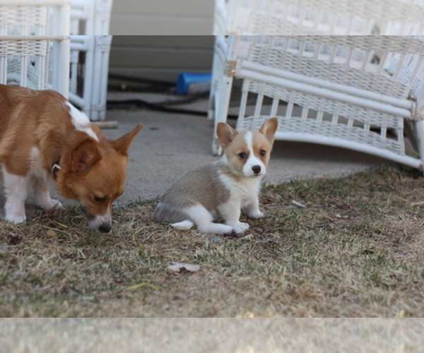 Medium Photo #1  Breeder Profile in AURORA, CO, USA