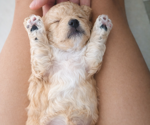 Medium Photo #1  Breeder Profile in AVONDALE-GOODYEAR, AZ, USA