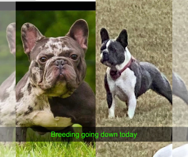 Medium Photo #19  Breeder Profile in GRIFFIN, GA, USA