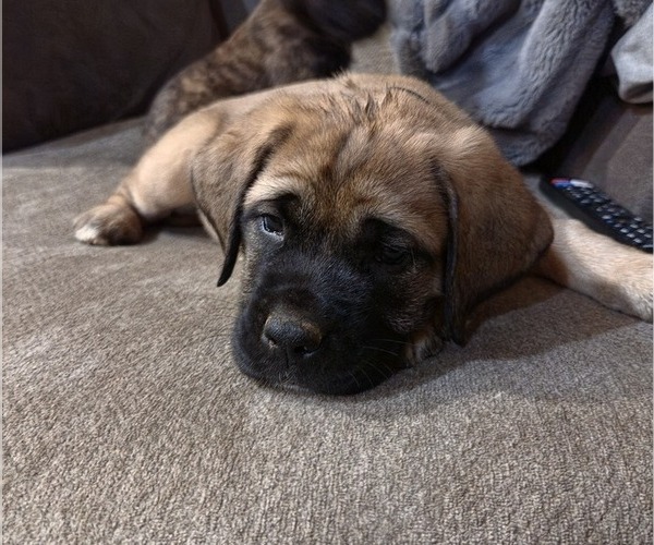 Medium Photo #5  Breeder Profile in WALNUT COVE, NC, USA