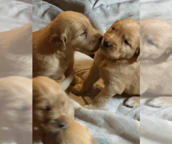 Medium Photo #24  Breeder Profile in FARMINGTON, MN, USA