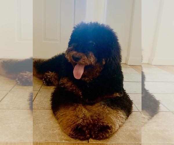Medium Photo #1  Breeder Profile in LEWIS MCCHORD, WA, USA