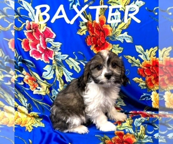 Medium Photo #1  Breeder Profile in HARTLAND, MN, USA