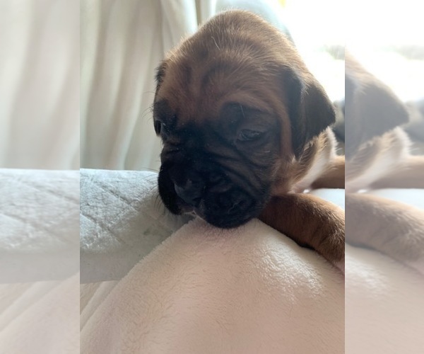 Medium Photo #3  Breeder Profile in FAIRFIELD, CA, USA