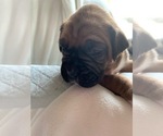 Small Photo #3  Breeder Profile in FAIRFIELD, CA, USA