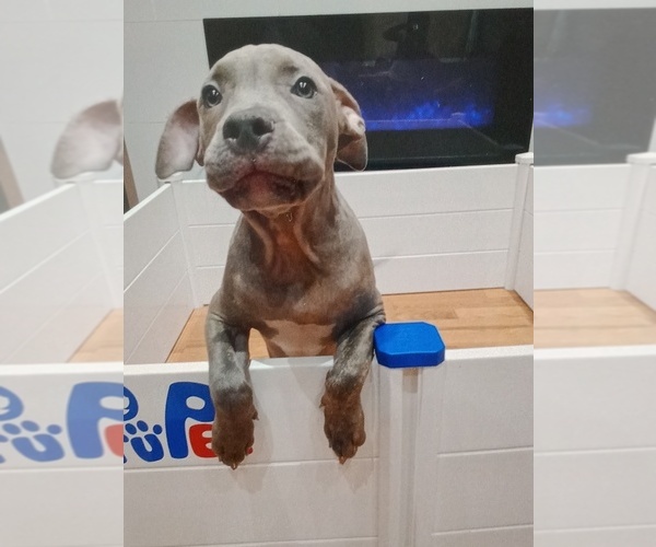 Medium Photo #1  Breeder Profile in PATERSON, NJ, USA